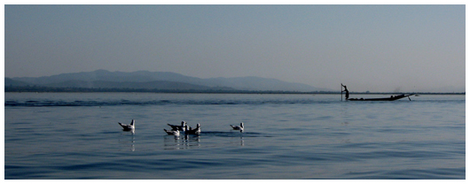 We are all fishermen, Inle lake, southern Shan state, Myanmar