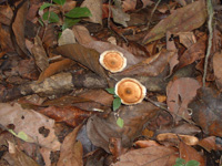 Hiking in the jungle of Khao Yai national park