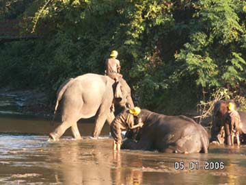Bathing elephants in river , Taungoo