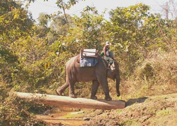 Elephant walking on log by tourists' request, Taungoo