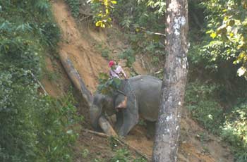 A timber elephant at work, Taungoo