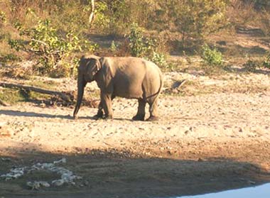 A retired timber elephant in a sanctuary, Taungoo