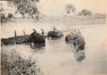 Timber elephants in Sittaung river - Taungoo (1951-55)