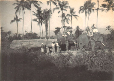 Timber elephants in Swa township - Taungoo (1951-55)