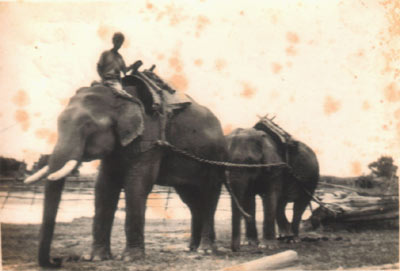 Two timber elephants pulling logs together- Taungoo (1951-55)