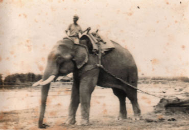 A timber elephant pulling logs in Swa - Taungoo (1951-55)