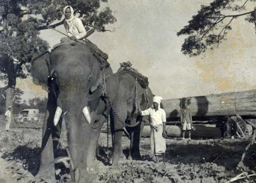 Elephants, workers and teak log in Swa - Taungoo (1951-55)