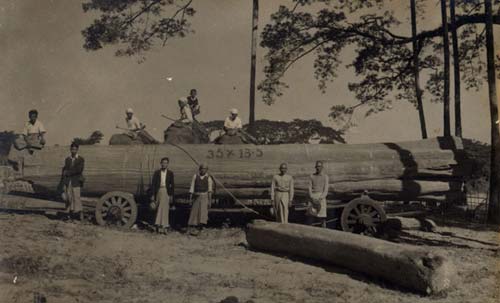 Elephants, workers and teak log in Swa - Taungoo (1951-55)