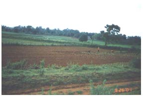 Farming - Kalaw, Pindaya areas