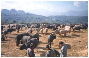 Buffalo market in Kyaing Tong