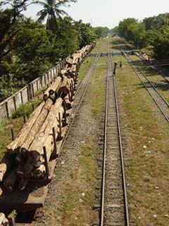 Timber logs arrive Yangon by train