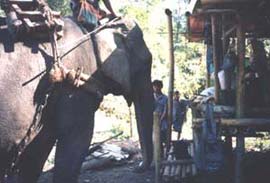 Elephant trainer hut