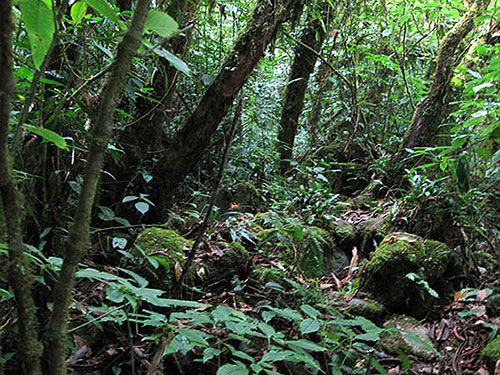 Bush wacking where we could not walk or pass the creek