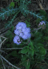 Flower of Popa mountain