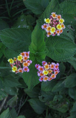 Flower of Popa mountain