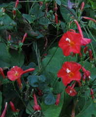 Flower of Popa mountain