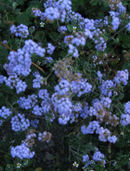 Flower of Popa mountain