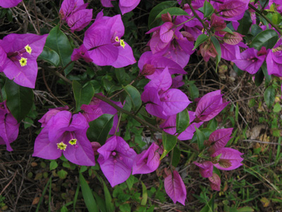 Wild flowers, Kalaw