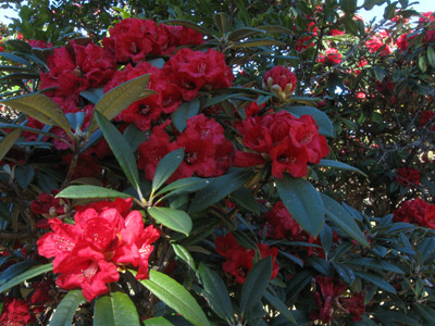 Red Taung Zalat flowers