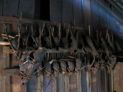 Wild animal skulls hanging at the former hunter house