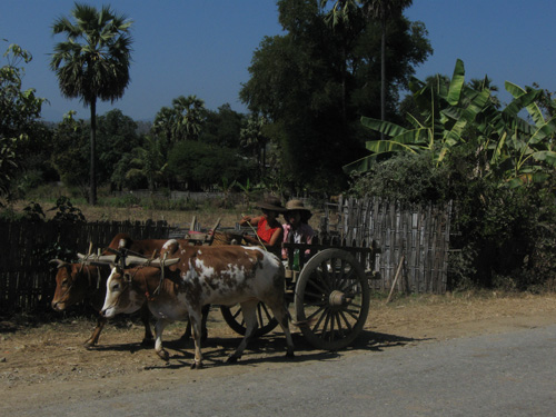 Bullock cart in a village on the way from Mindat to Pakokku