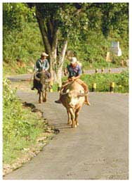Buffalos on the mountain road - southern Shan state - photo by Albert (August 1999)