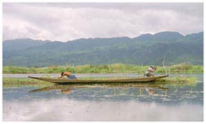Tending floating islands on Inle lake - Southern Shan state - Photo by Albert (August 1999)