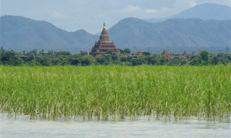 Bagan: ancient temple, hills and paddy farm